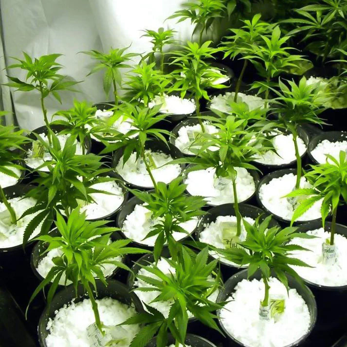 Gardening Perlite