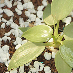 Gardening Perlite