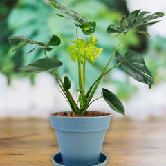 Flower Pots With Tray
