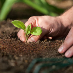 Cocopeat Fertilizer
