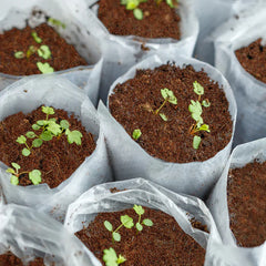 Cocopeat Fertilizer